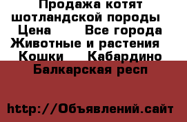 Продажа котят шотландской породы › Цена ­ - - Все города Животные и растения » Кошки   . Кабардино-Балкарская респ.